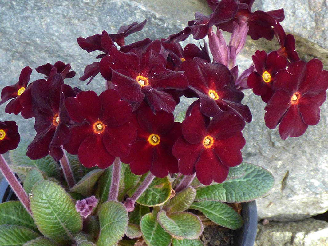 Primula 'Fireflies' photo